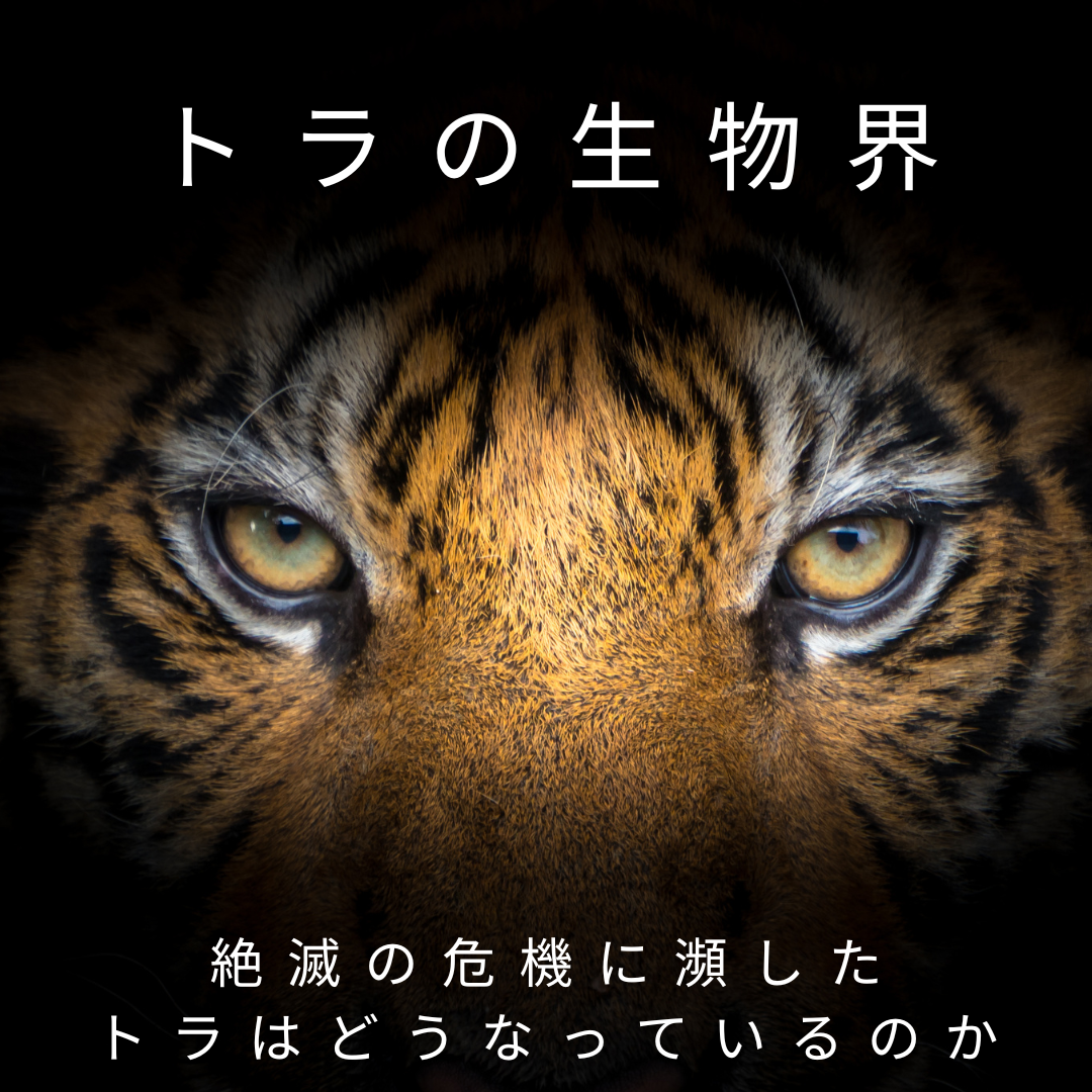 絶滅の危機に瀕した トラはどうなっているのか