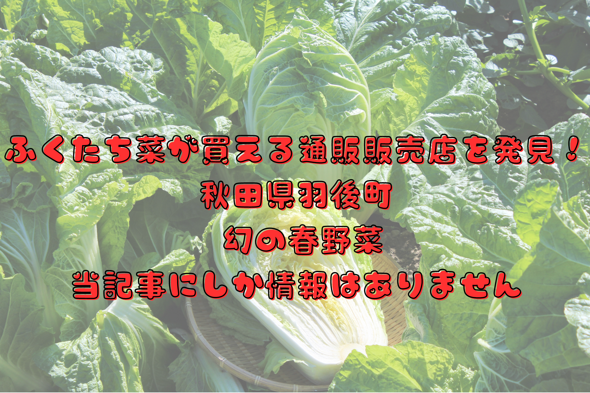 ふくたち菜が買える通販販売店を発見！ 秋田県羽後町 幻の春野菜 当記事にしか情報はありません