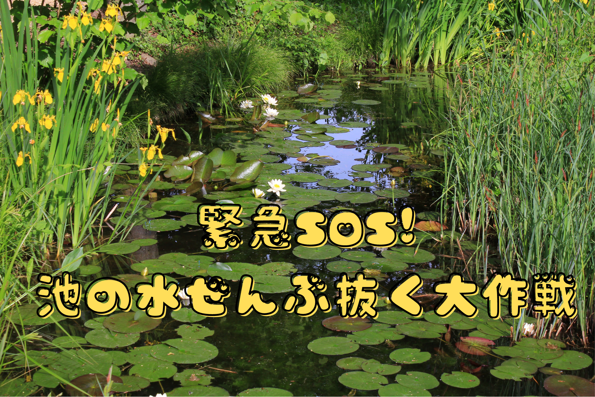 緊急SOS! 池の水ぜんぶ抜く大作戦